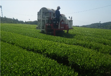 Load image into Gallery viewer, Matcha Green Tea Powder Ceremonial Grade - 1oz tin