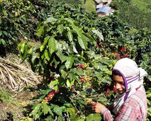 Load image into Gallery viewer, Colombia Blue USDA Organic Aharon Coffee
