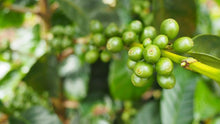 Load image into Gallery viewer, Ethiopia Dry USDA Organic Aharon Coffee

