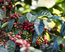 Load image into Gallery viewer, Ethiopia Dry USDA Organic Aharon Coffee