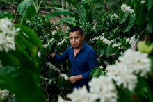 Load image into Gallery viewer, Honey Honduras USDA Organic Aharon Coffee
