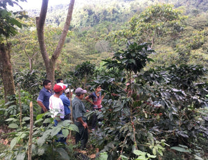 Mexico USDA Organic Aharon Coffee