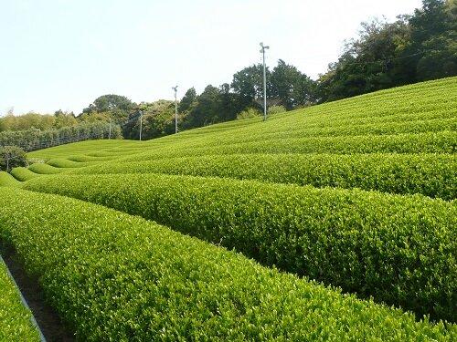 Spring Picking (The World’s Best Green Tea)