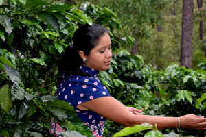 Finca Humana (the Human Farm) Café Organico Marcala, S.A. (COMSA) cooperative in Marcala, Honduras