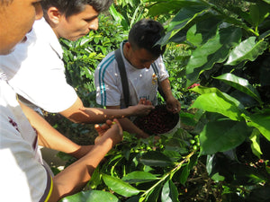 Peru Biodynamic USDA Organic Aharon Coffee