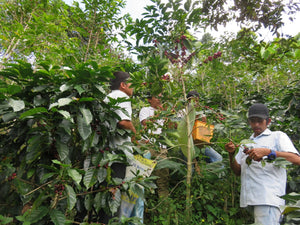 Peru Biodynamic USDA Organic Aharon Coffee