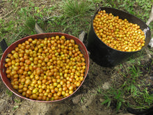 Load image into Gallery viewer, Peru Biodynamic USDA Organic Aharon Coffee
