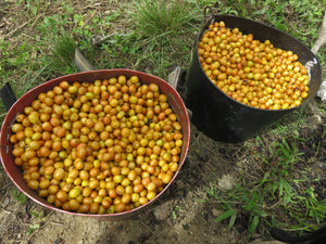 Peru Biodynamic USDA Organic Aharon Coffee