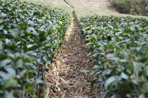 Sencha Green Tea (spring picking)