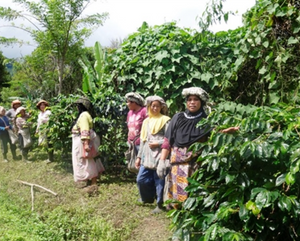 Known as one of the premier Indonesian Sumatran beans around, this rich and mildly sweet Mandheling coffee is Rainforest Alliance Certified, meaning it has met rigorous farming and production standards designed to protect ecosystems and biodiversity, and ensure sustainable livelihoods by best practices in business and land use.  FLAVOR NOTES: Clean and smooth, mild herbs, honey, sweet acidity.