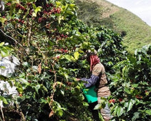 Load image into Gallery viewer, Colombia Blue USDA Organic Aharon Coffee
