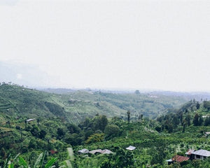 Bali Indonesia USDA Organic Aharon Coffee