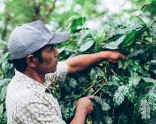 Load image into Gallery viewer, Bali Indonesia USDA Organic Aharon Coffee
