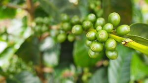 Ethiopia Dry USDA Organic Aharon Coffee