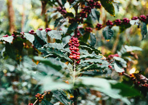 Movito USDA Organic Aharon Coffee