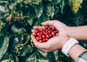 Careful selection of coffee beans