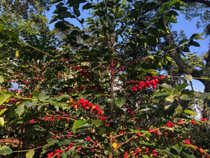 Geisha 6oz bag - Biodynamic - Organic