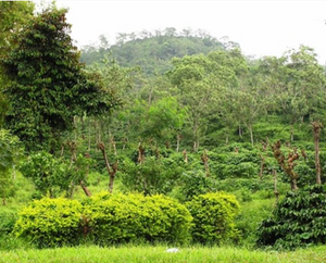 Indonesia Java Aharon Coffee Organic