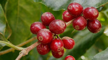 Load image into Gallery viewer, Kenya USDA Organic Aharon Coffee
