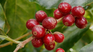 Kenya USDA Organic Aharon Coffee