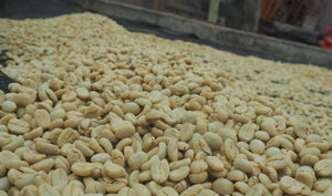 Kenya USDA Organic Aharon Coffee