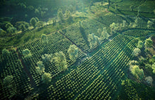 Load image into Gallery viewer, Kenya USDA Organic Aharon Coffee
