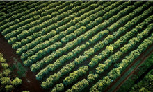 Load image into Gallery viewer, Kenya USDA Organic Aharon Coffee
