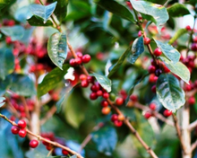 Load image into Gallery viewer, Peru Biodynamic USDA Organic Aharon Coffee
