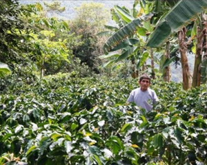 Peru Biodynamic USDA Organic Aharon Coffee